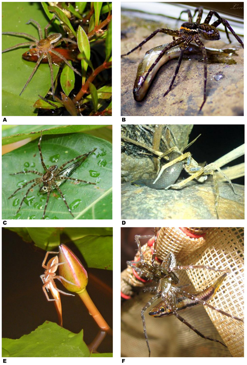 Illustration for article titled Fish-Eating Spiders Are Everywhere